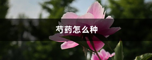 芍药怎么种